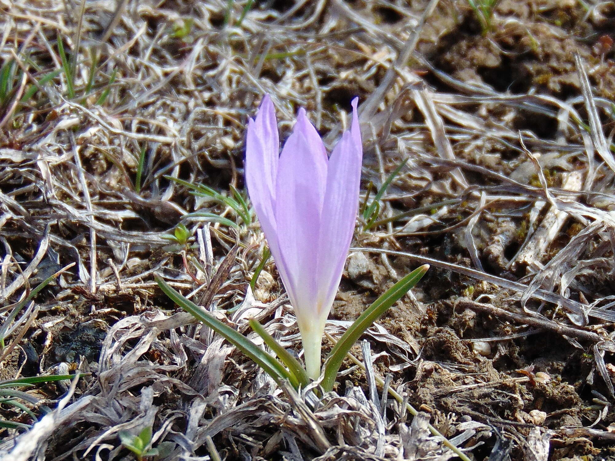 Image of Colchicum bulbocodium Ker Gawl.