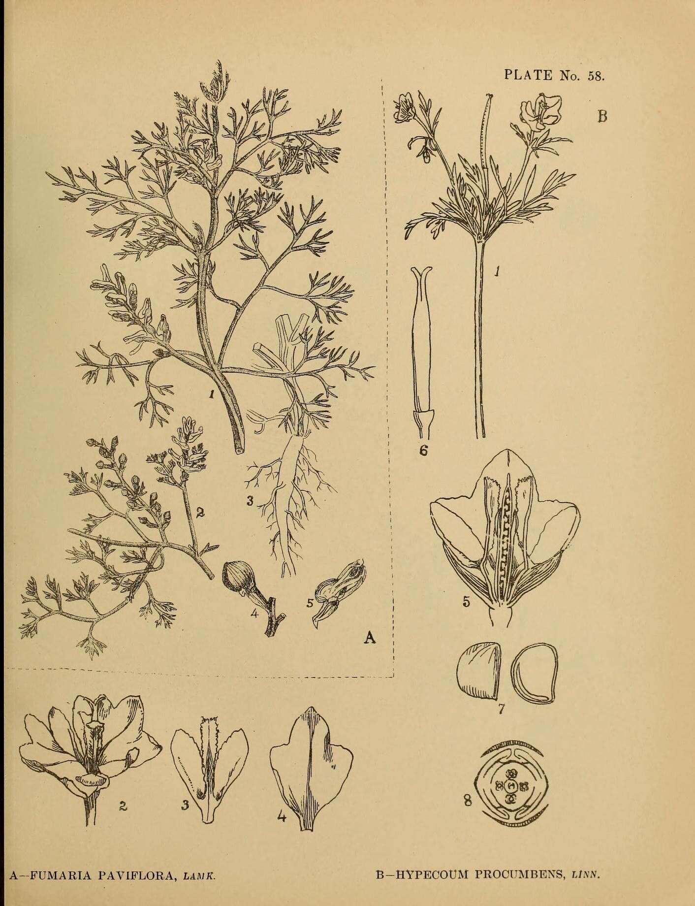 Image of Hypecoum procumbens L.