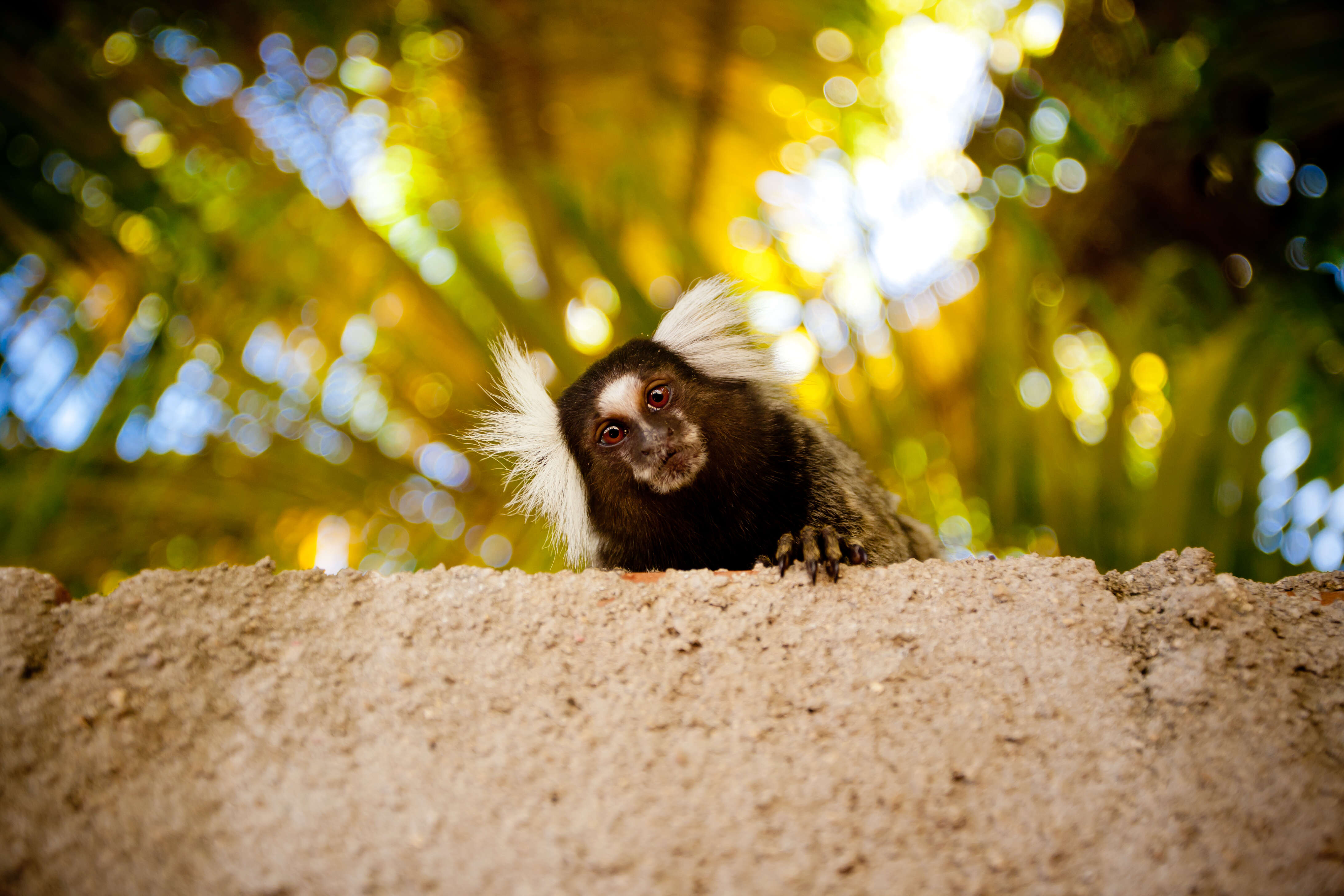 Image of Common Marmoset