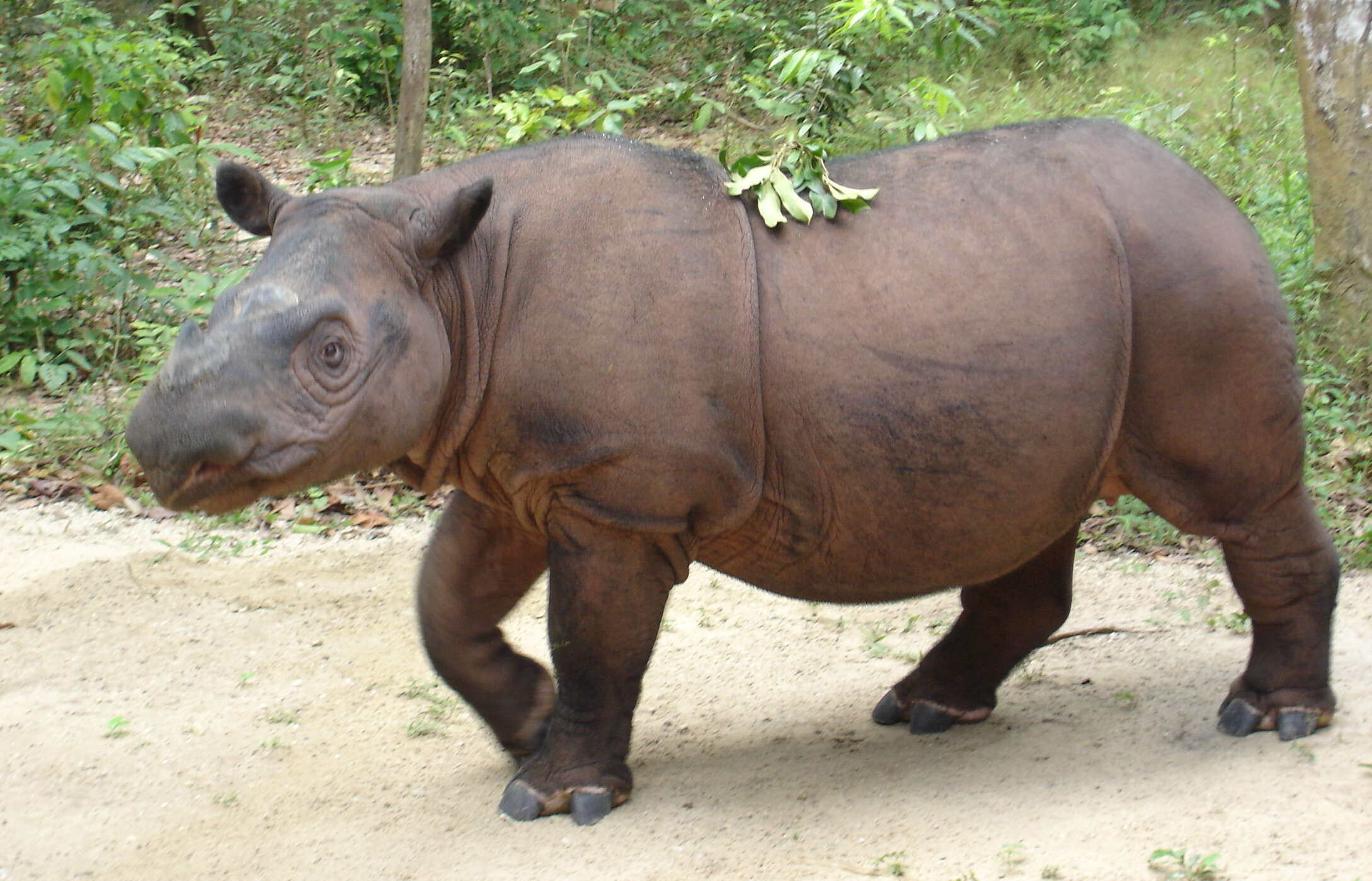 Image of Sumatran Rhinoceros