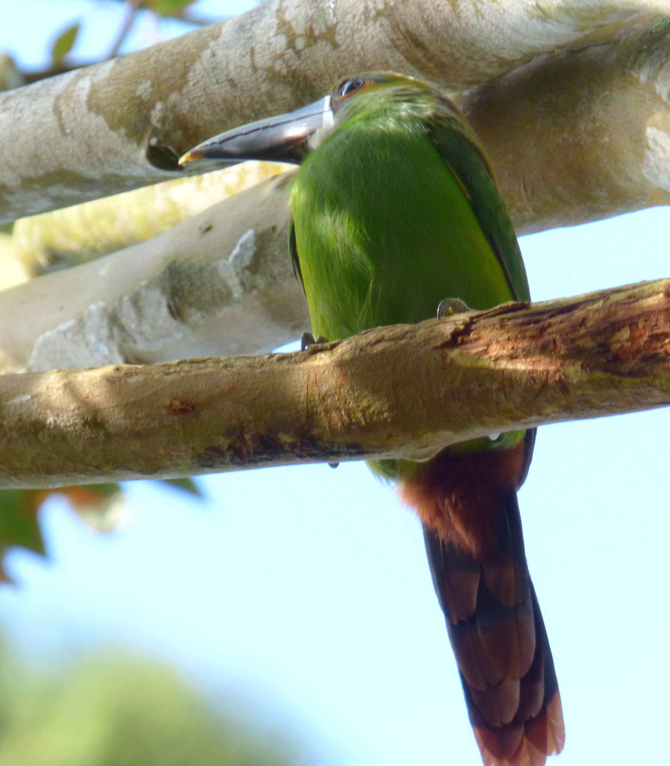 Image of Greyish-throated Toucanet