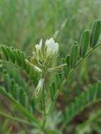 Imagem de Astragalus hamosus L.