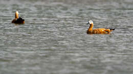 Image of Ruddy Shelduck