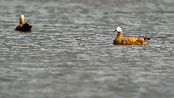 Image of Ruddy Shelduck