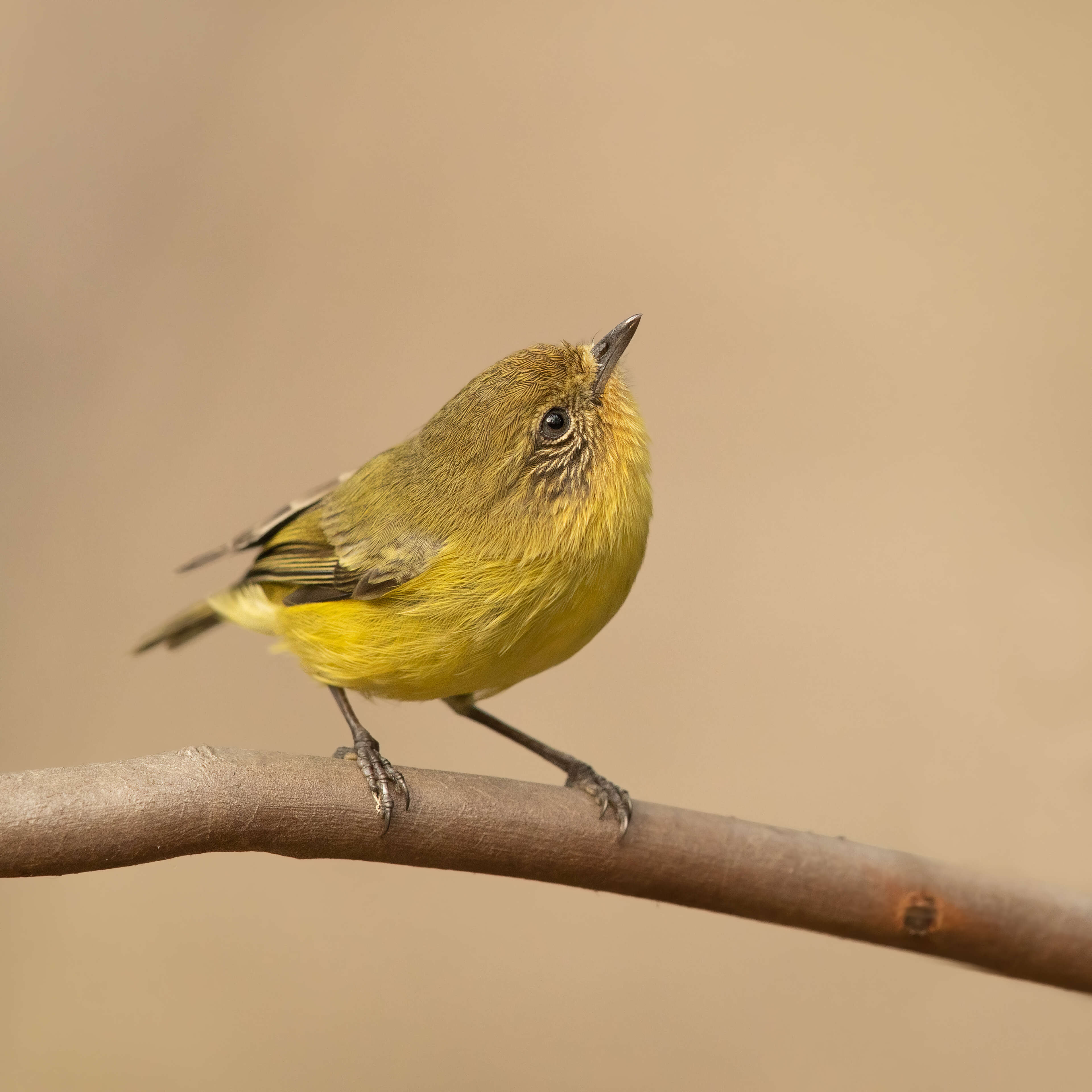 Image of Yellow Thornbill