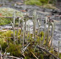 Image of cup lichen