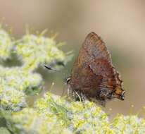 Plancia ëd Callophrys mossii bayensis