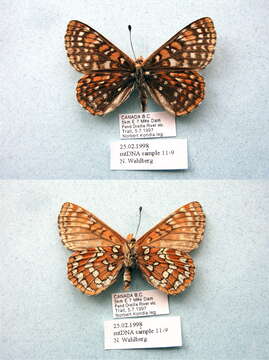 Image of Euphydryas anicia