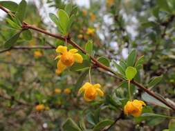 Image of Magellan barberry