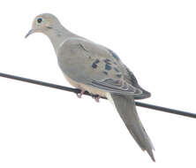 Image of American Mourning Dove