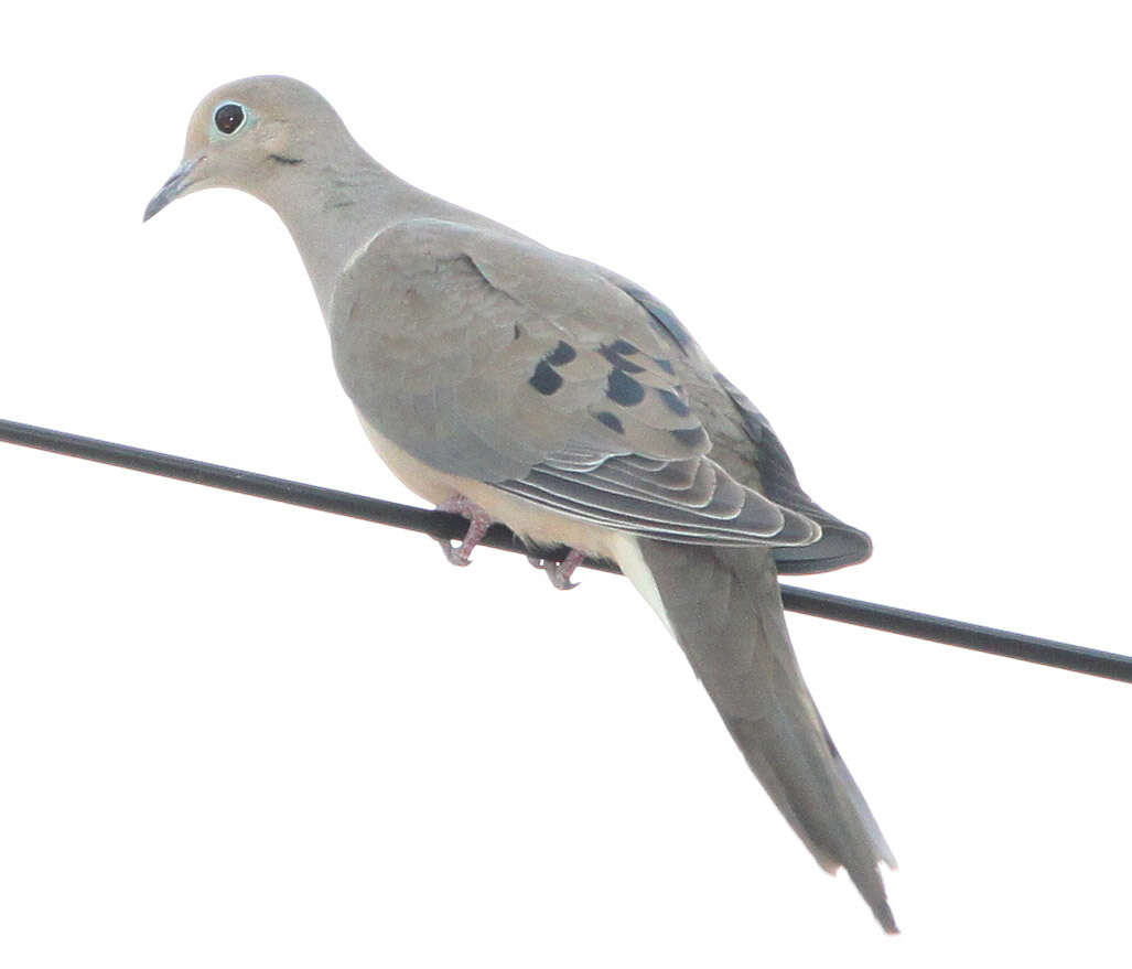 Image of American Mourning Dove