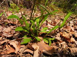 Image of Ixeridium dentatum subsp. dentatum