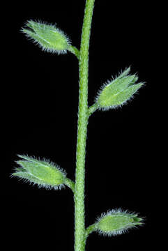 Image de Myosotis latifolia Poir.