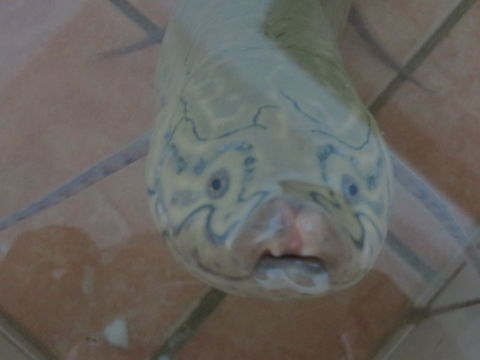 Image of African Lungfish