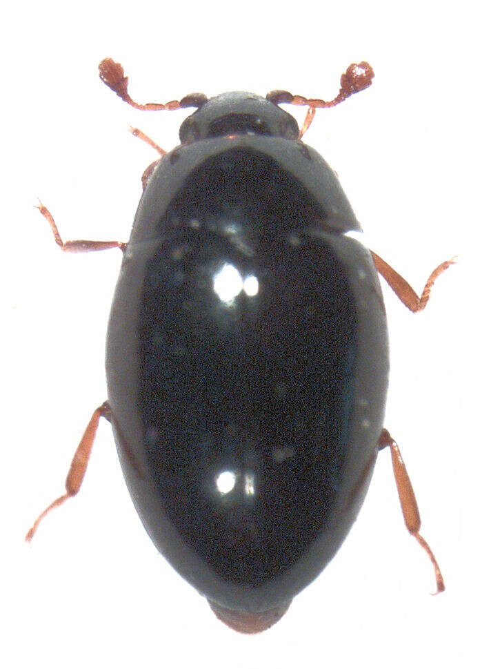 Sivun Euxestidae kuva