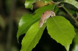 Image of Maroantsetra Chameleon