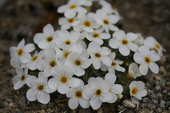 Image of Myosotis pulvinaris Hook. fil.