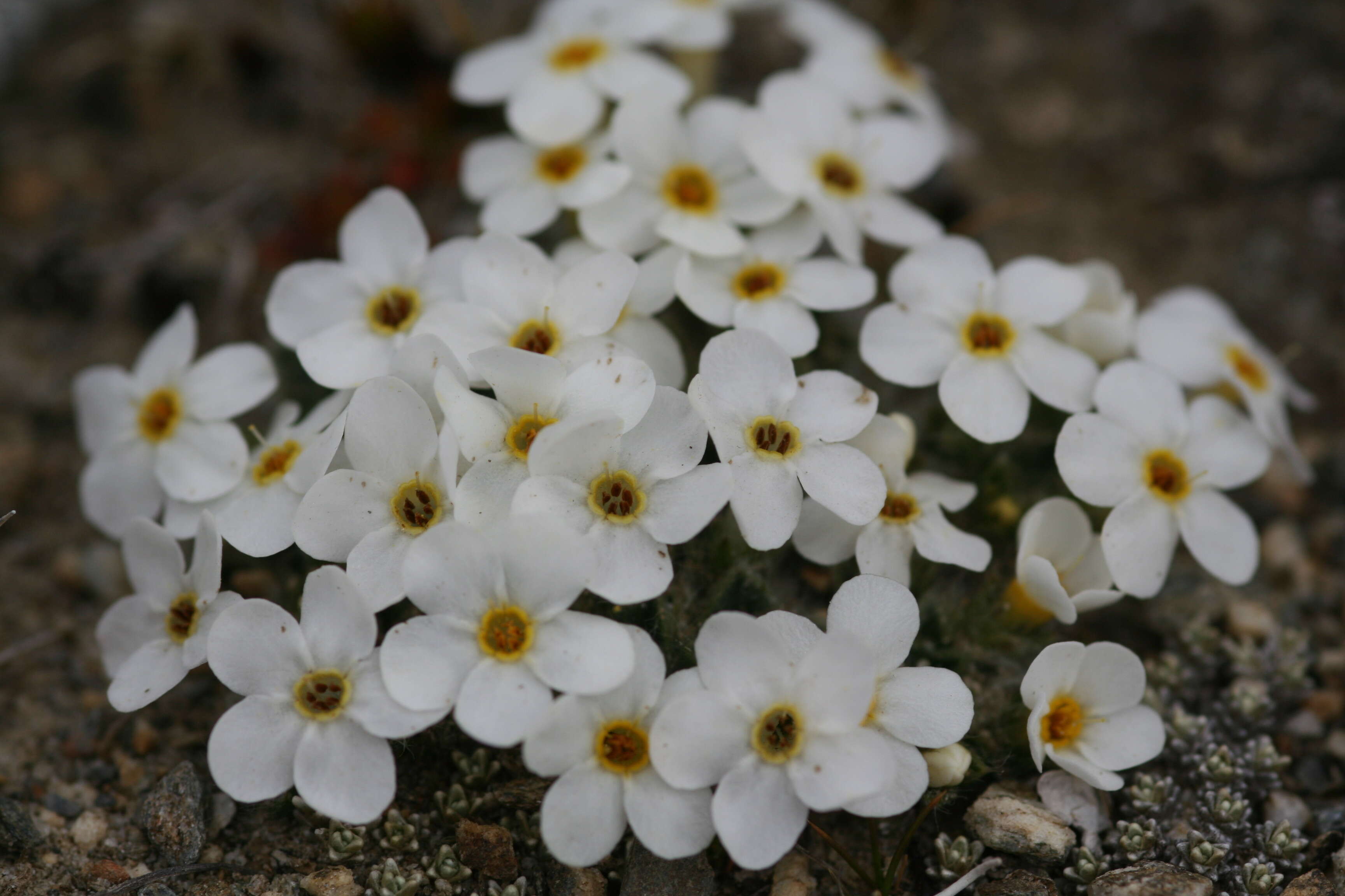 Image of Myosotis pulvinaris Hook. fil.