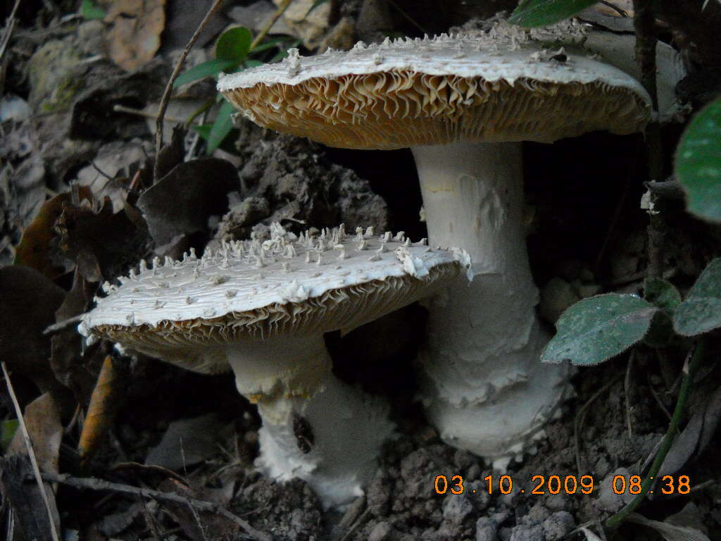 صورة Amanita echinocephala (Vittad.) Quél. 1872