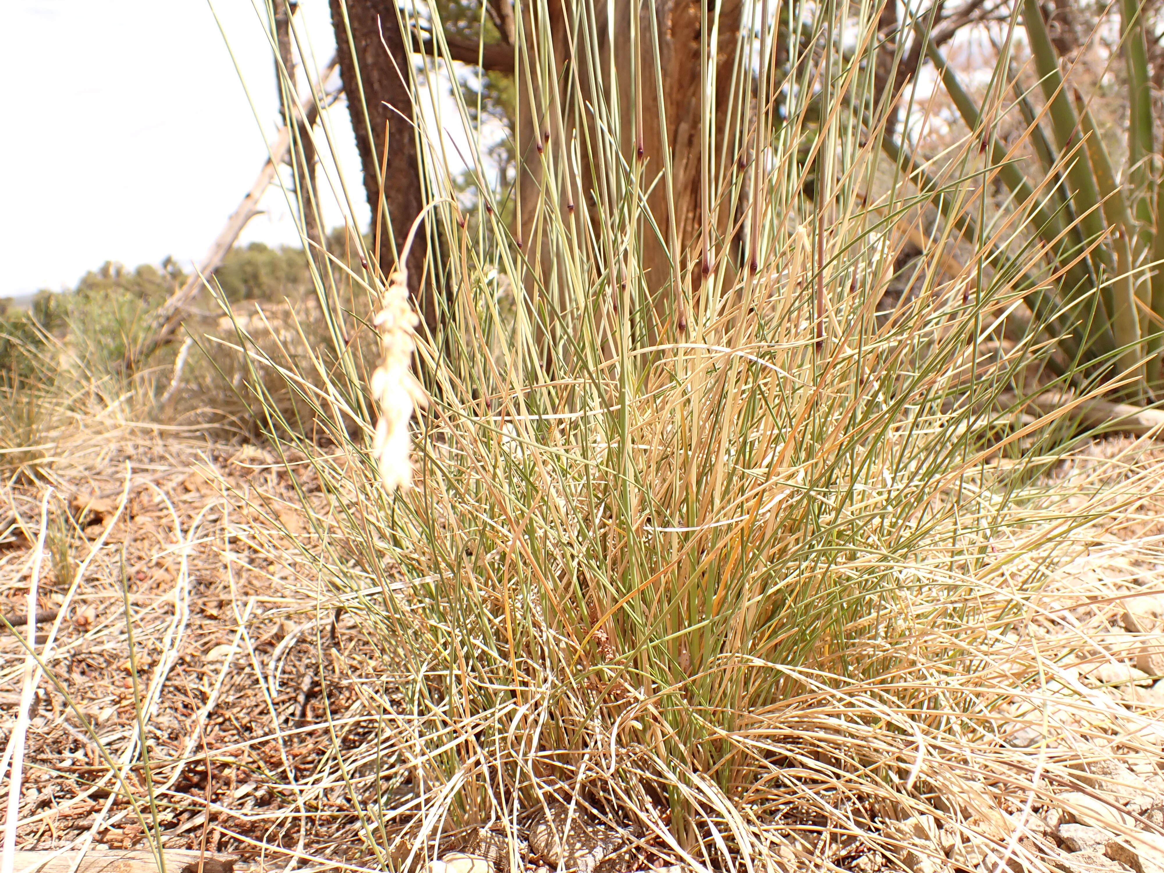 Image de Poa fendleriana (Steud.) Vasey