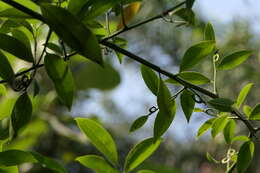 Image of climbing ilang-ilang