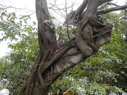 Image of Chinese banyan