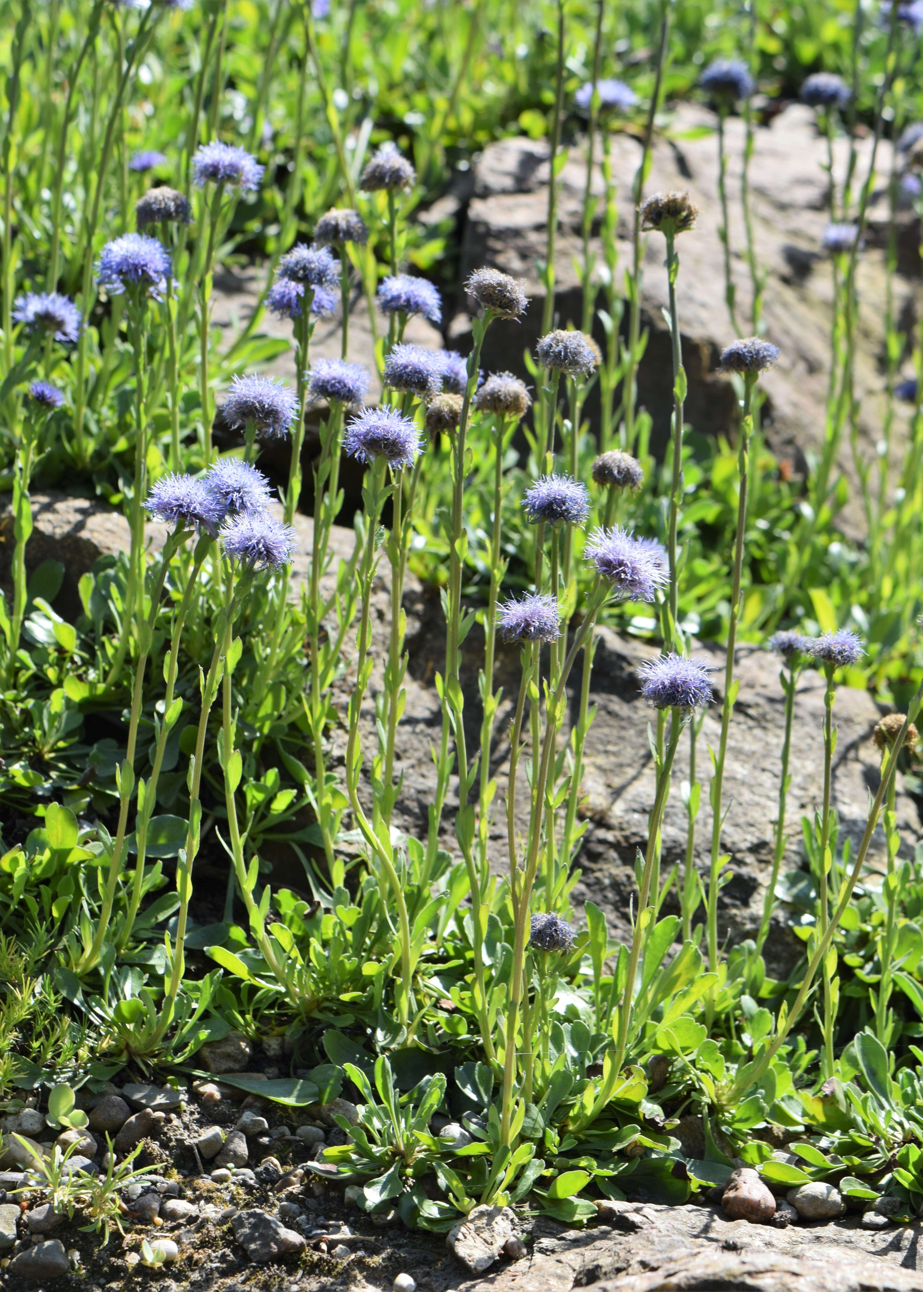 Sivun Globularia trichosantha Fischer & C. A. Meyer kuva