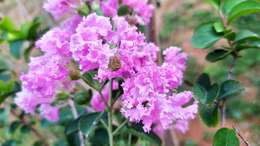 Image of lagerstroemia