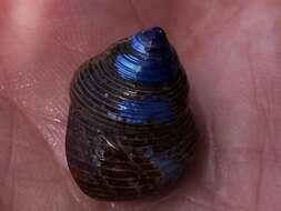 Image of Blue Top Snail