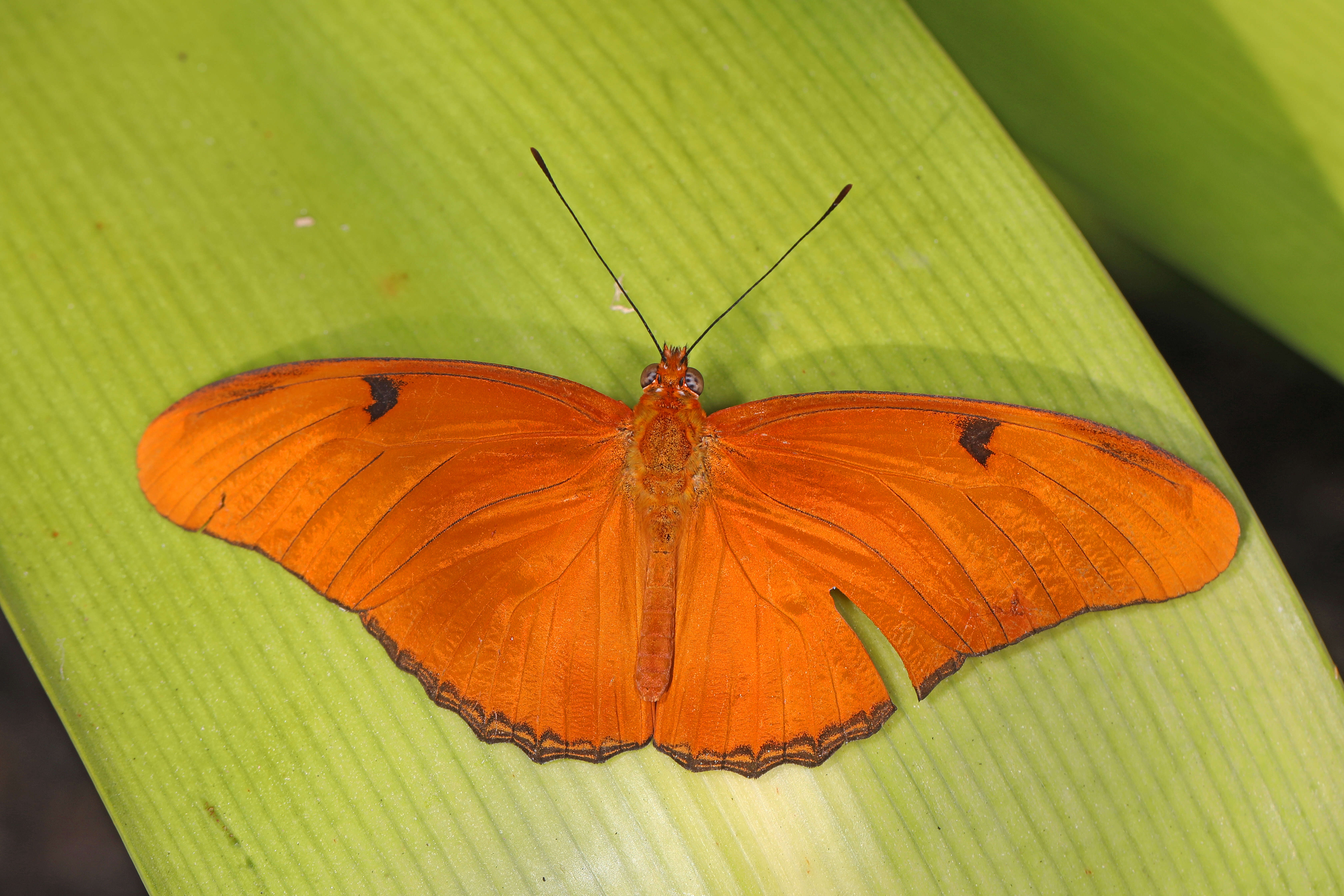 Image of Dryas