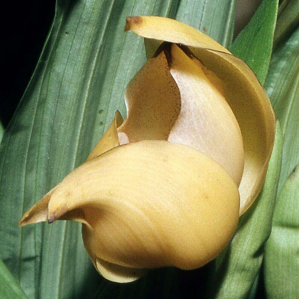 Image of Tulip orchids