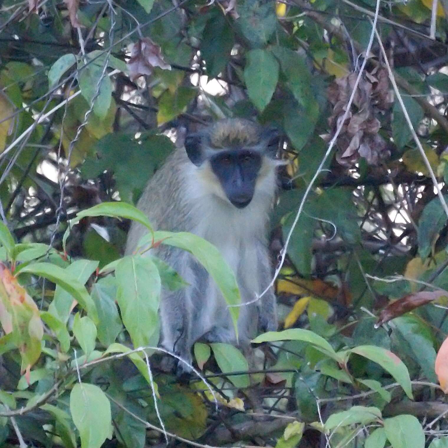 Image of Green Monkey