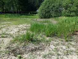 Image of Scirpus radicans Schkuhr