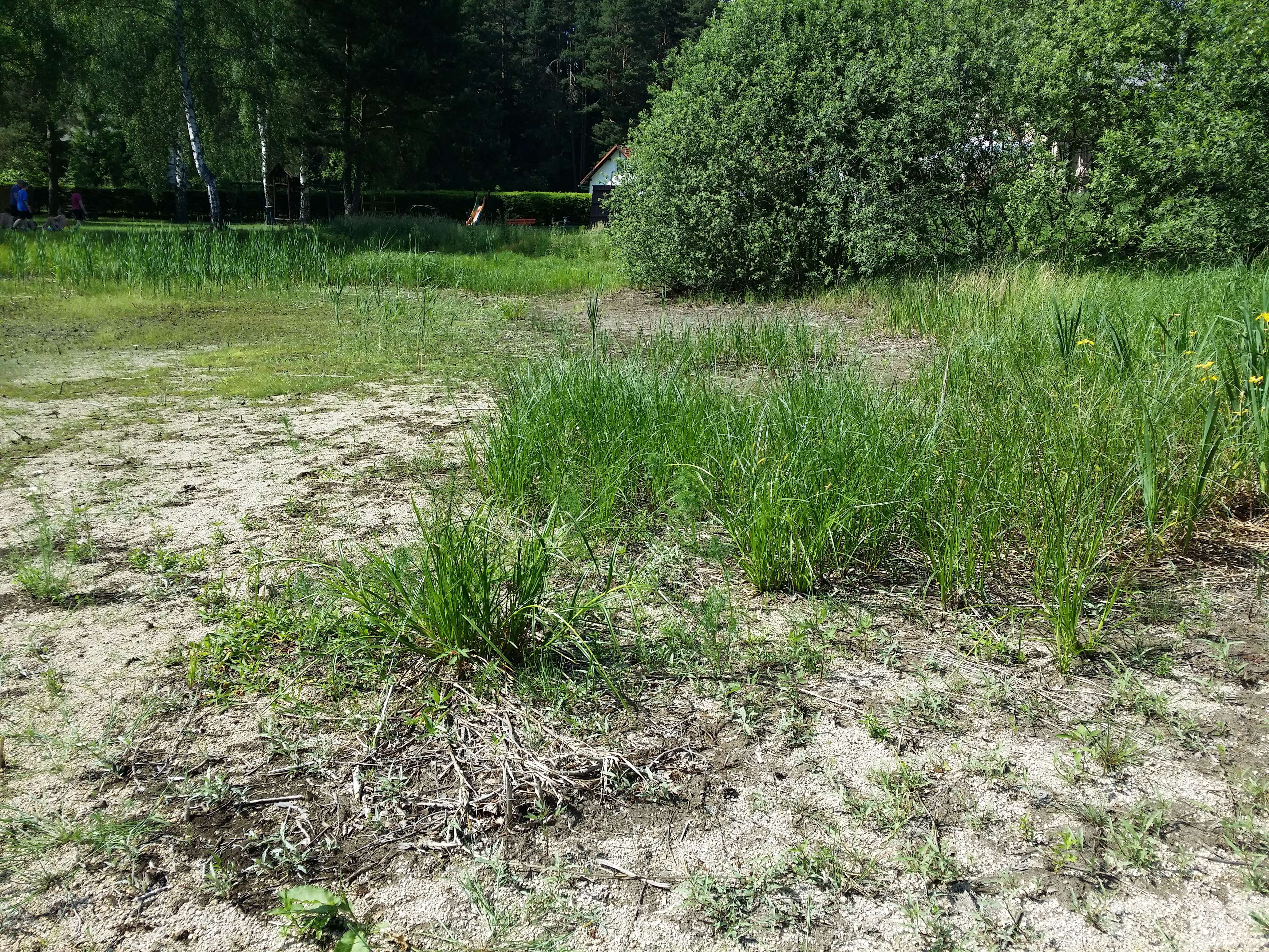 Image of Scirpus radicans Schkuhr