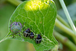 Image of Southern green stink bug