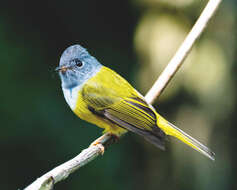 Image of Canary-flycatcher