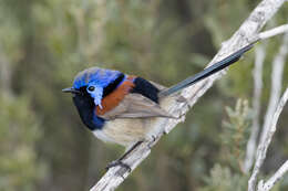 Image of Purple-backed Fairywren