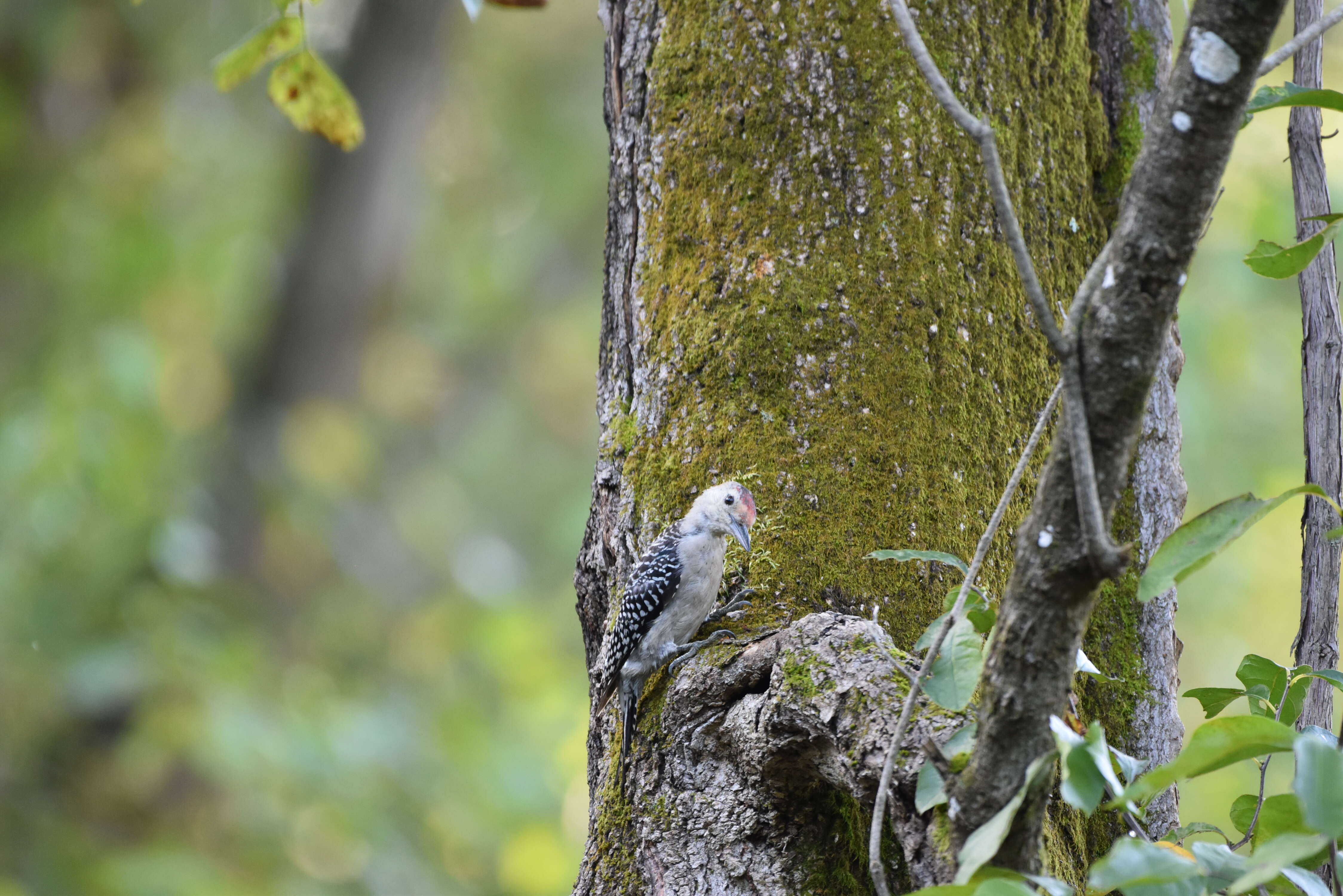 Image of Red-bellied Woodpecker