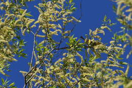 Image of Blackburnian Warbler