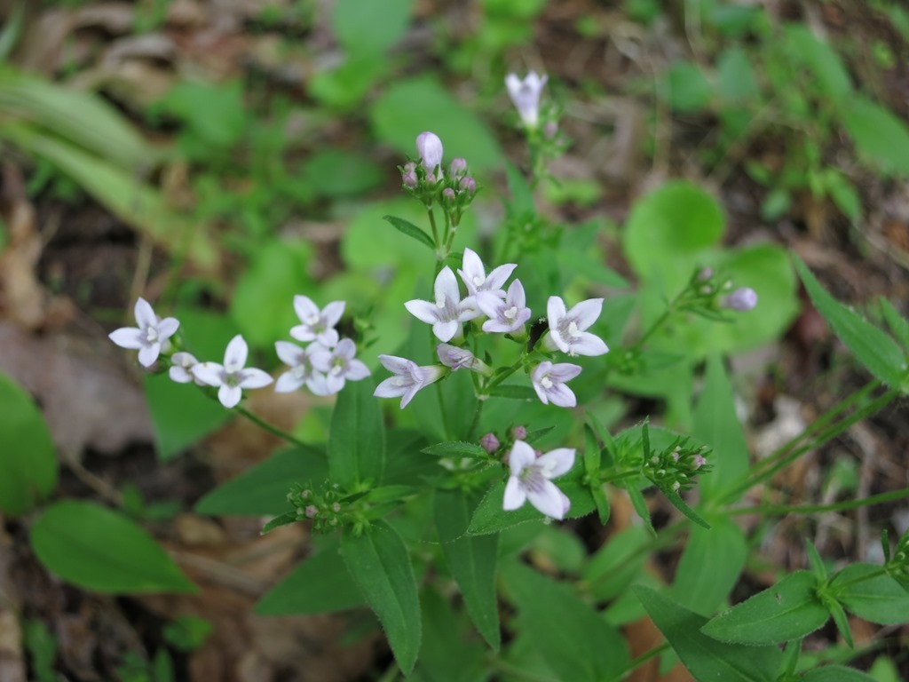 Image of <i>Houstonia <i>purpurea</i></i> purpurea