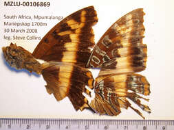 Imagem de Charaxes druceanus Butler 1869