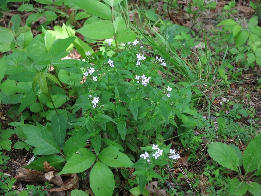 Image of <i>Houstonia <i>purpurea</i></i> purpurea