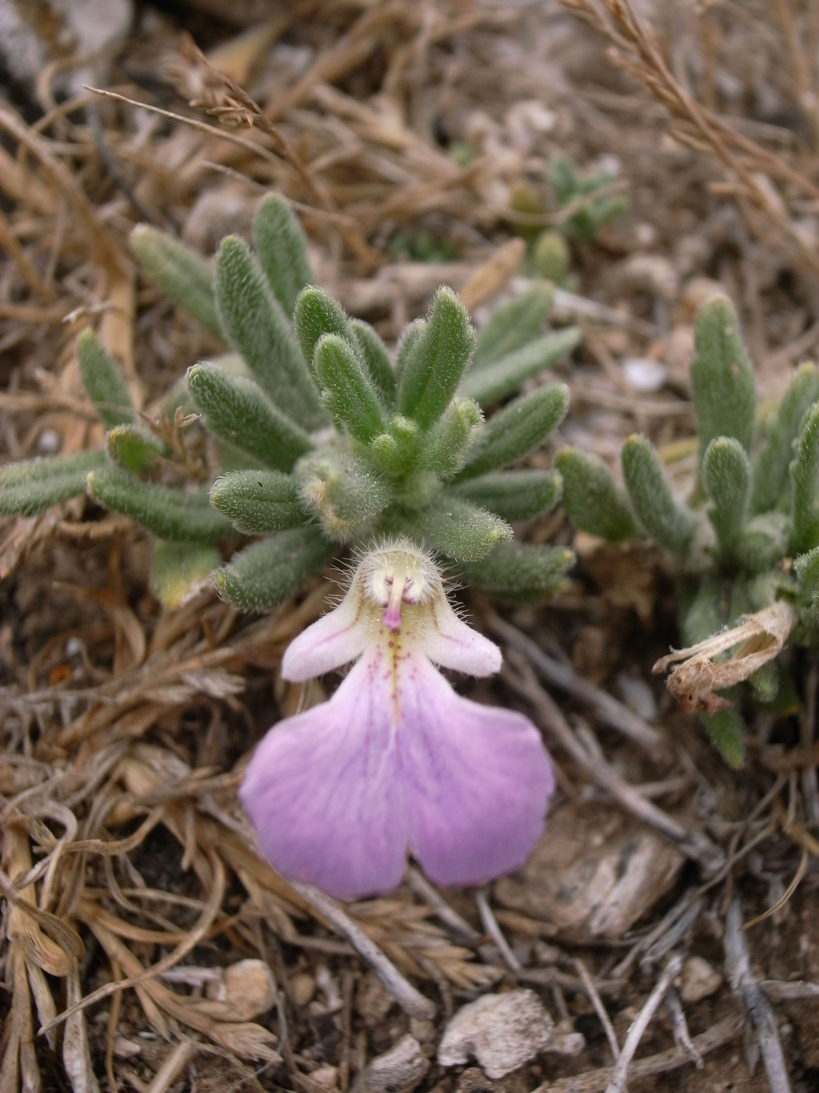 Image of Southern Bugle