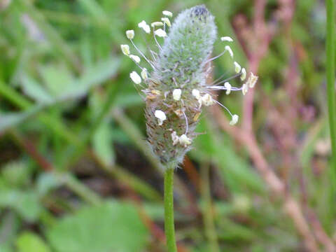 Image of Hare's-foot Plantain