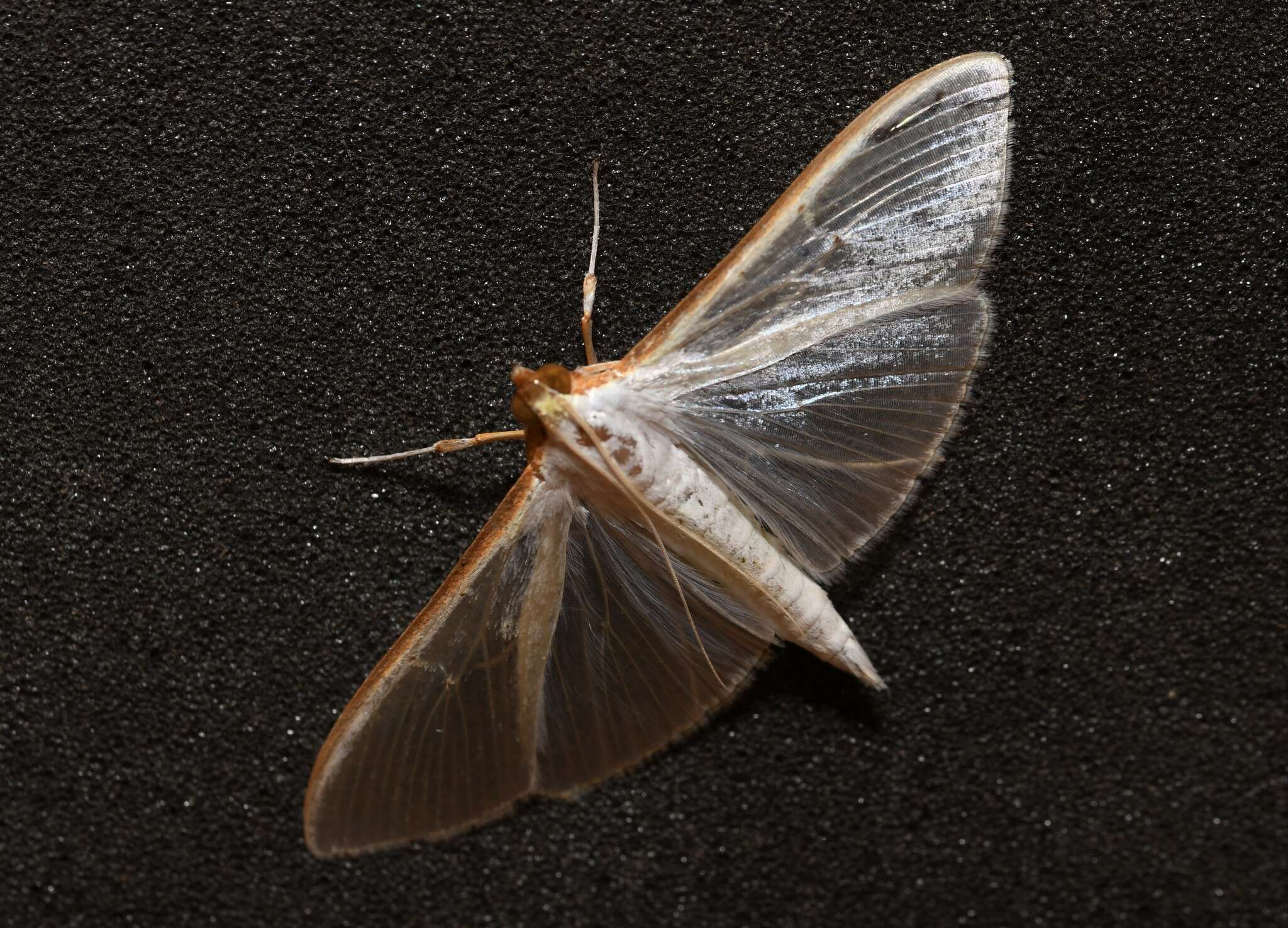 Image of Palpita vitrealis Rossi 1794