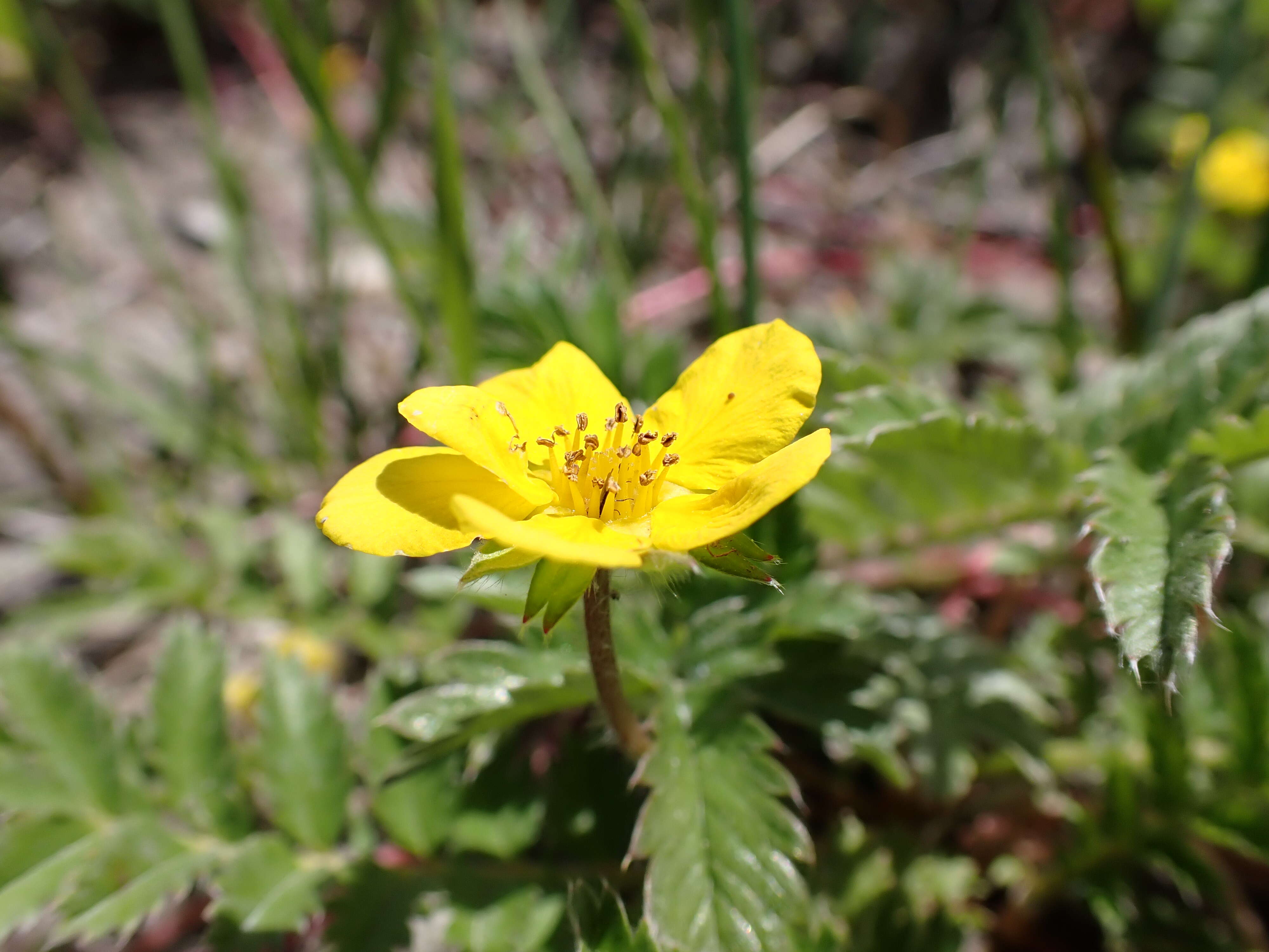 Image of silverweed cinquefoil