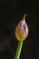 Imagem de Agapanthus praecox Willd.