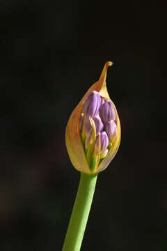 Imagem de Agapanthus praecox Willd.