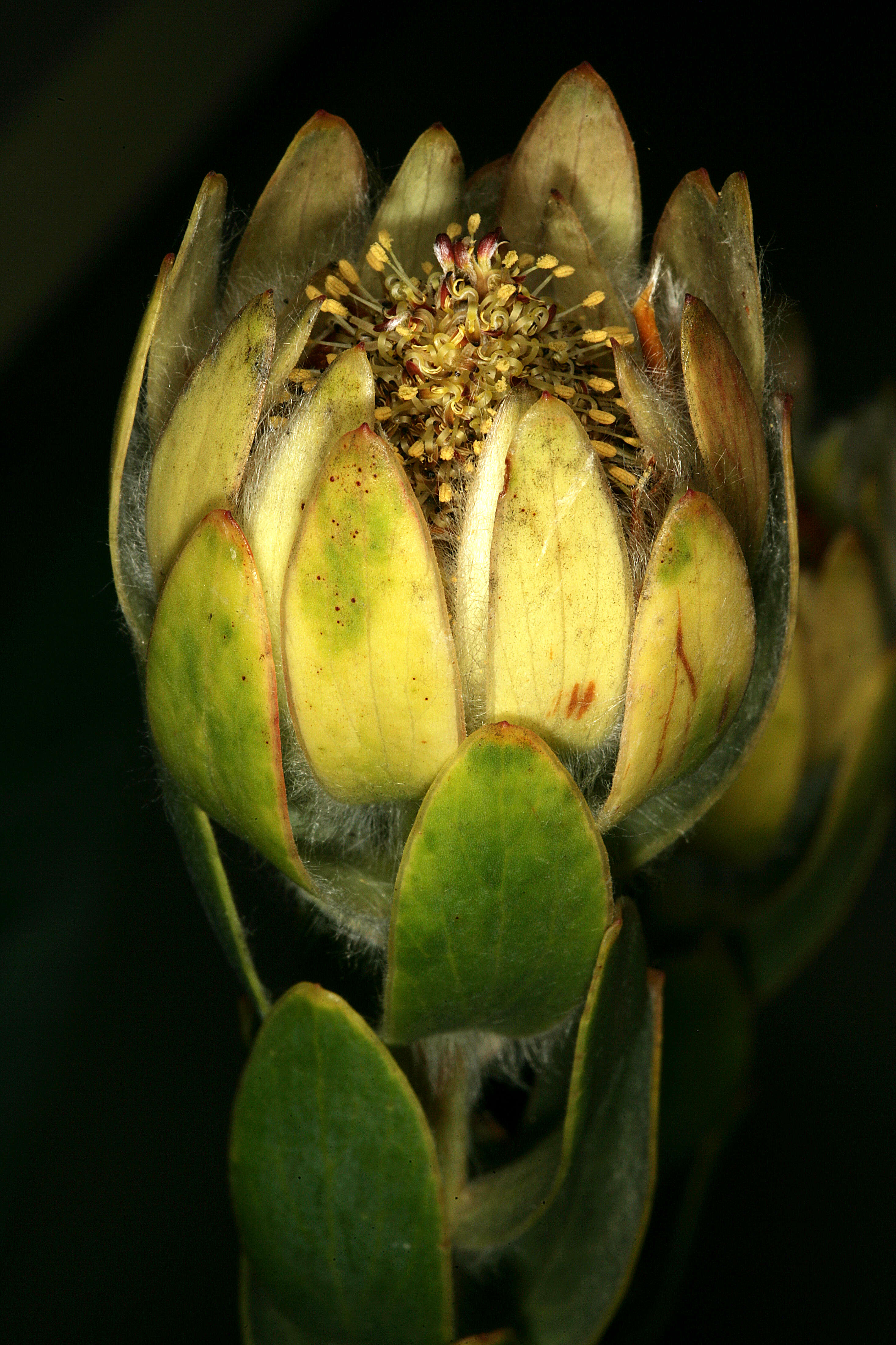 Image of Leucadendron nervosum Phillips & Hutchinson