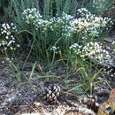 Image of <i>Allium subhirsutum</i>